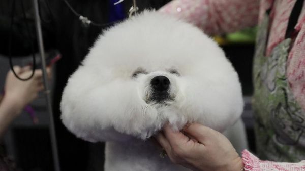 Melihat Kontes Anjing-anjing Lucu di New York