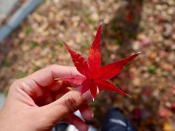 Cuma di Jepang, Daun Gugur Jadi Cantik Sekali