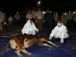 Badan Karantina Cilegon Temukan Sapi dengan Penyakit Brucellosis