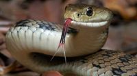 Ini Arti Mimpi Bertemu Ular, Digigit Hingga Membunuh Ular