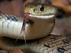 Polisi Papua Beri Sanksi Anggotanya yang Interogasi Tahanan dengan Ular