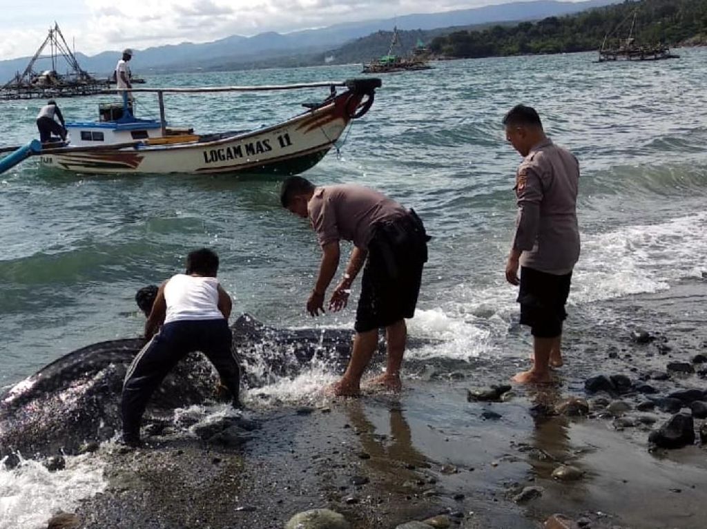 Bangkai Hiu Terdampar di Palabuhanratu Sukabumi Bangkai Hiu Terdampar di Palabuhanratu Sukabumi