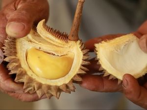 Nyam! Meski Imut Mini Durian Ini Dagingnya Tebal Nyam! Meski Imut Mini Durian Ini Dagingnya Tebal