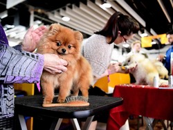 Ketika Twitter Ajak Netizen Pamer Peliharaan