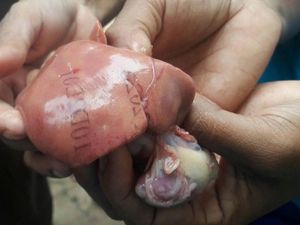 HP Hang Saat Potret Hati Bertuliskan Angka, Pendeta Tolak Dikaitkan Mistis HP Hang Saat Potret Hati Bertuliskan Angka, Pendeta Tolak Dikaitkan Mistis