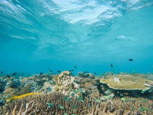 Foto: Indah Nian Alam Bawah Laut Taka Makassar