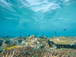 Bom Ikan Mengancam Terumbu TN Komodo!