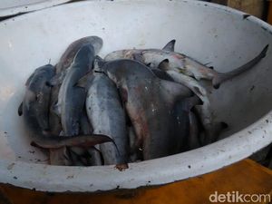 Hiu-hiu Anakan Dijual di Muara Angke, Bagaimana Nasibnya di Lautan?