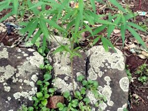 Heboh Tanaman Ganja Muncul di Makam Tua Sukabumi