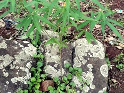 Heboh Tanaman Ganja Muncul di Makam Tua Sukabumi