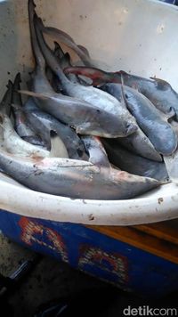 Hiu-hiu Anakan Dijual di Muara Angke, Bagaimana Nasibnya di Lautan?