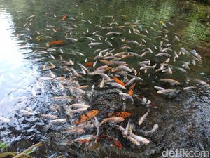 Liburan ke Salatiga, Yuk Main ke Kolam Ikan yang Cantik