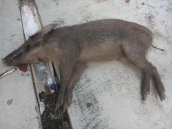 Disangka Siluman, Babi di Pangandaran Diburu Warga Sekampung