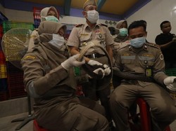 Ratusan Ular Hidup Diekspor ke China, di Sana Jadi Makanan Mewah