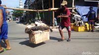 Hiu-hiu Anakan Dijual di Muara Angke, Bagaimana Nasibnya di Lautan?