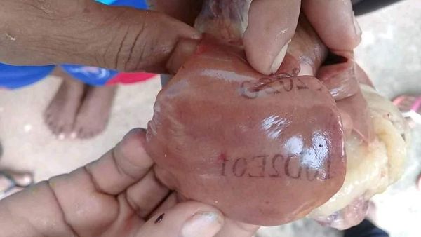 Melihat Lebih Dekat Hati Ayam Bertuliskan Angka yang Bikin Geger