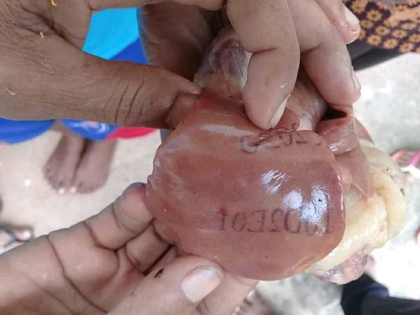 Melihat Lebih Dekat Hati Ayam Bertuliskan Angka yang Bikin Geger