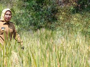 Pemkab Serang Catat Kelebihan Produksi Pangan di 2018