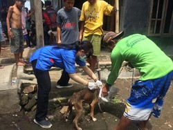 Ribuan Anjing Dibantai, Rabies di Dompu Masih Mengintai