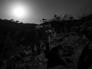 Video Black Panther Tertangkap Kamera di Kenya