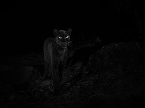 Black Panther Kembali Terekam Kamera di Afrika