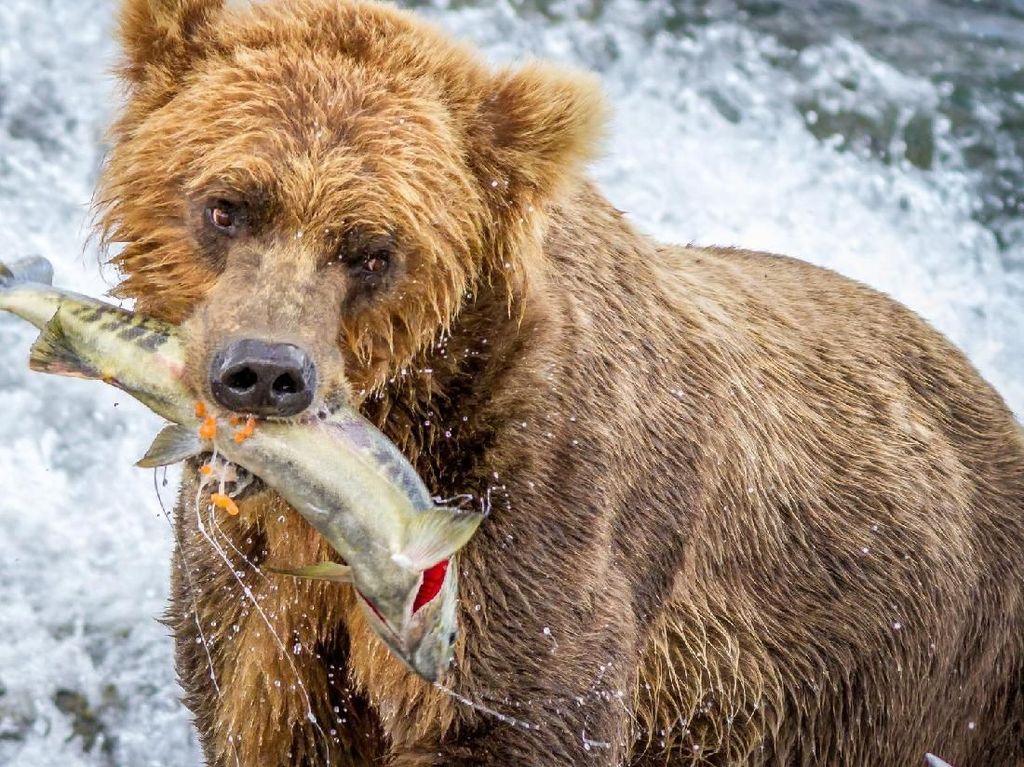 Benci Mantan? Beli Saja Salmon Dengan Nama Mantan dan Diberikan Pada Beruang!
