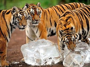 6 Hewan Ini Terancam Punah Karena Jadi Makanan di China