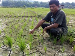 Musim Hujan, Petani Padi di Ponorogo Masih Keluhkan Kekeringan
