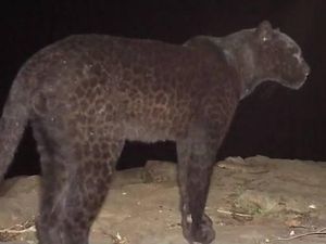 Pertama dalam 100 Tahun, Black Panther Terjepret Kamera di Kenya