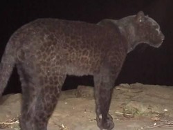 Pertama dalam 100 Tahun, Black Panther Terjepret Kamera di Kenya