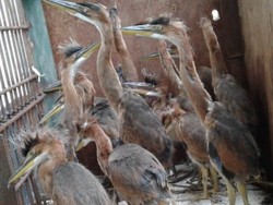 14 Ekor Burung Cangak Diamankan Petugas