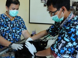 Tekan Populasi dan Cegah Rabies, Kucing dan Anjing Dikebiri