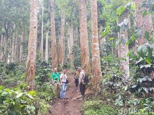 Probolinggo Carikan Rp 500 Jutaan, Bangun Trek Pendaki Argopuro