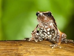 Spesies Katak Baru yang Misterius Ditemukan di India