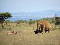 Mengenal Loisaba, Tempat Penampakan Black Panther - detikTravel