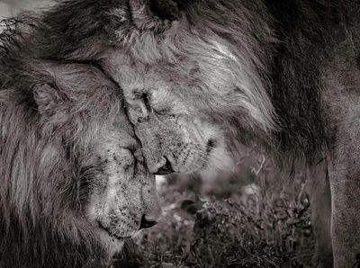 Karya Menyentuh Jawara Kontes Foto Hewan Liar