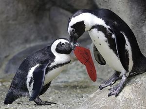 Deretan Tingkah Lucu Hewan Mengungkapkan Kasih Sayang Deretan Tingkah Lucu Hewan Mengungkapkan Kasih Sayang