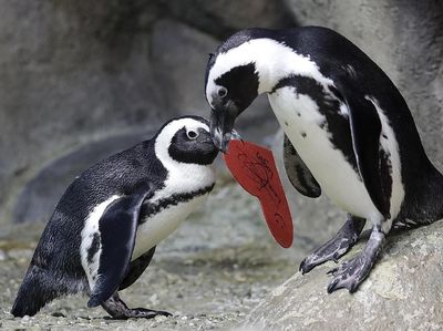 Deretan Tingkah Lucu Hewan Mengungkapkan Kasih Sayang