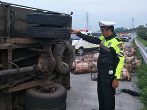 Truk Pecah Ban Lalu Terguling di Tol, Babi yang Dimuat Kabur