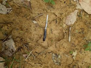 Jejak Tapir yang Disangka Harimau Bikin Resah Warga Pekanbaru