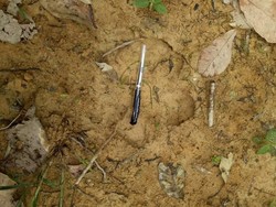 Jejak Tapir yang Disangka Harimau Bikin Resah Warga Pekanbaru