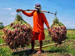 Masuk Masa Panen, Kementan: Pasokan Bawang Merah Berlimpah