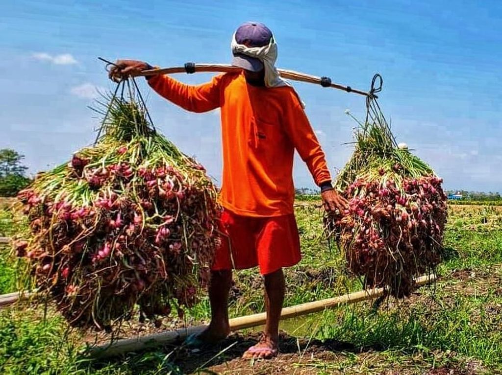 Agar Harga Bawang Merah Membaik, Pedagang Harus Beli ke Petani Agar Harga Bawang Merah Membaik, Pedagang Harus Beli ke Petani