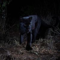 Mengenal Loisaba, Tempat Penampakan Black Panther - detikTravel