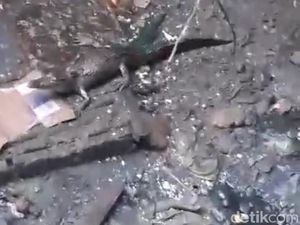 Sebulan Berkeliaran, Buaya di Gorong-gorong Amplaz Ditangkap!