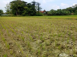 Gaji Kades Bakal Naik Hingga Rp 3,8 Juta di Januari 2020