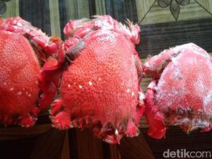 Undur-undur Laut dan Darat Sama atau Tidak? Ini Penjelasan Ilmiahnya Undur-undur Laut dan Darat Sama atau Tidak? Ini Penjelasan Ilmiahnya