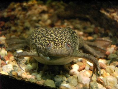 Mengenal Katak Badut, Amfibi yang Dulu Digunakan untuk Tes Kehamilan