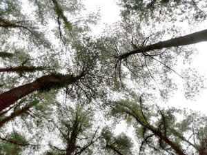 Pengamat Puji Langkah Tegas Jokowi Kurangi Perusakan Hutan