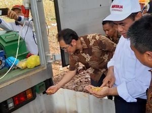 Panen Jagung di Tuban, Mentan: Dalam Waktu Dekat Ekspor